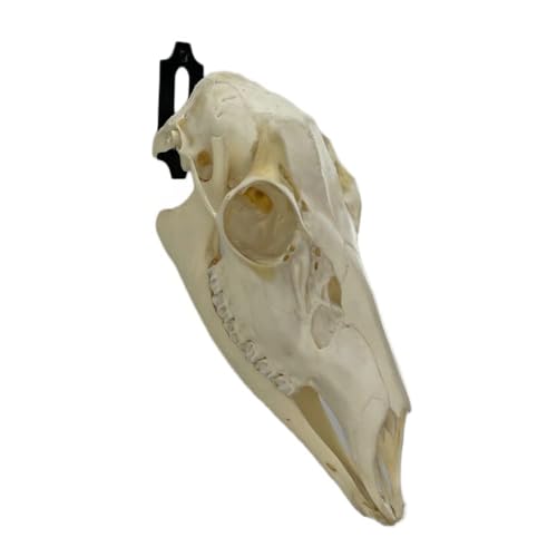 Skull Hanger for Displaying Deer, Bear, and Exotic Skulls