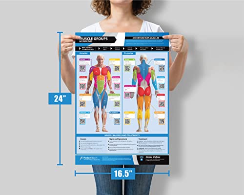 Muscle Groups & Exercise Gym Poster - Large 24" x 16.5" - Laminated Wall Chart