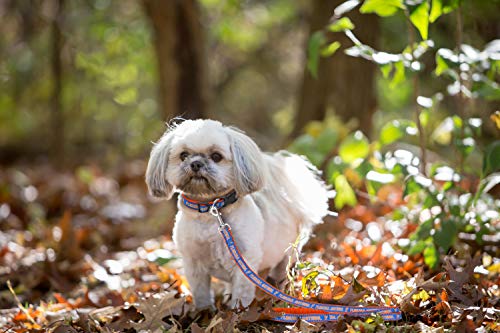 Florida Gators Dog Leash - NCAA Licensed, Small Size