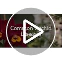 Premium Grade Sphagnum Moss for Orchids & Plants - 190 cu in