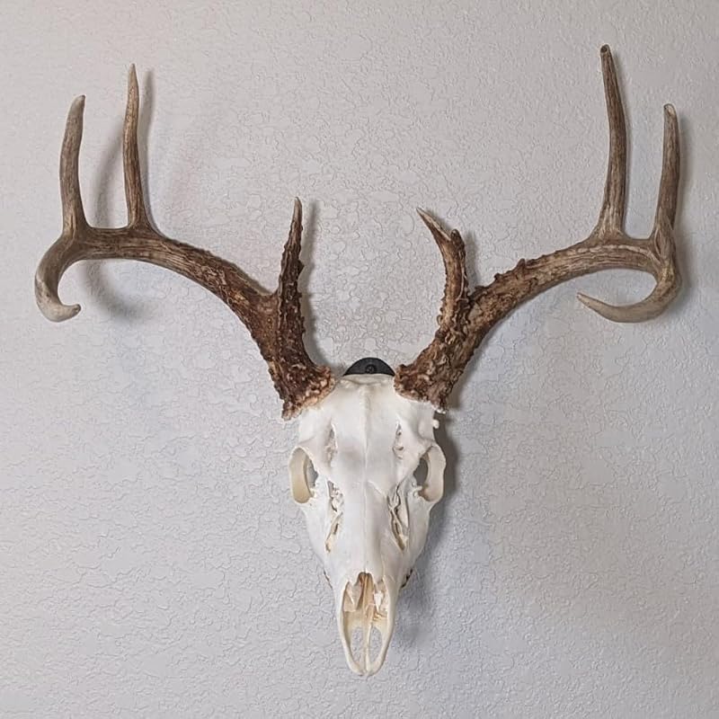Kabash Outdoors European Deer Skull Mounting Kit - Made in USA, Quick Install, Includes Hardware — Variation 1