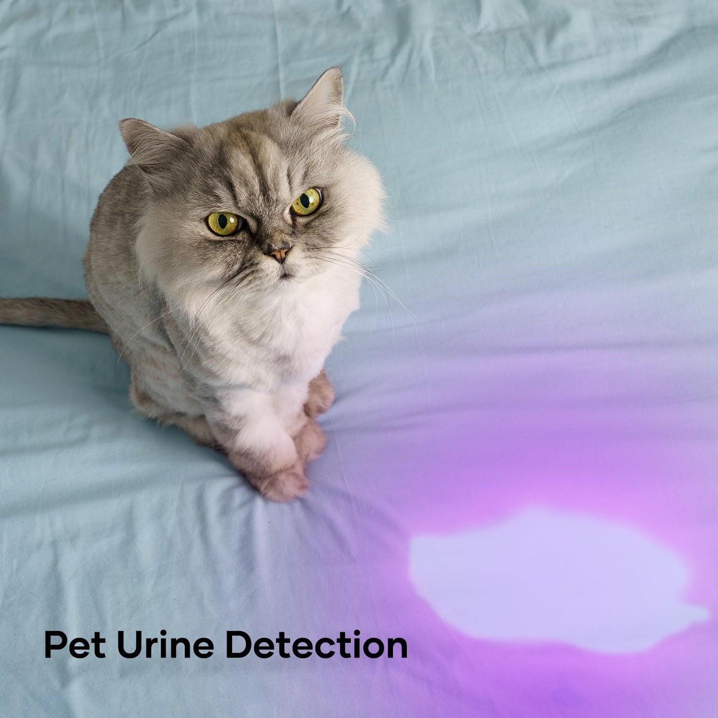 HinsGEAR 1 Mode UV 365nm Blacklight Flashlight LED Ultraviolet Flashlights Portable Uv Light Wood's lamp Detector for Dog Urine Pet Stains, Anti-counterfeiting and More - Powered by Single AA Battery