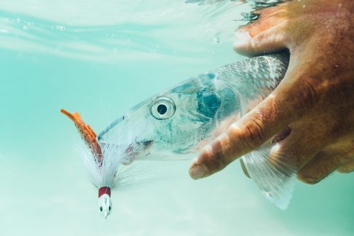 Berkley Saltwater Buster Kit, 38 Piece Set Includes 2 Bags of Gulp! Shrimp, 2 Bags of Gulp! Sand Crab Flea, Pompano Rig, 2 oz. Pyramid Weight, and Bait Bucket