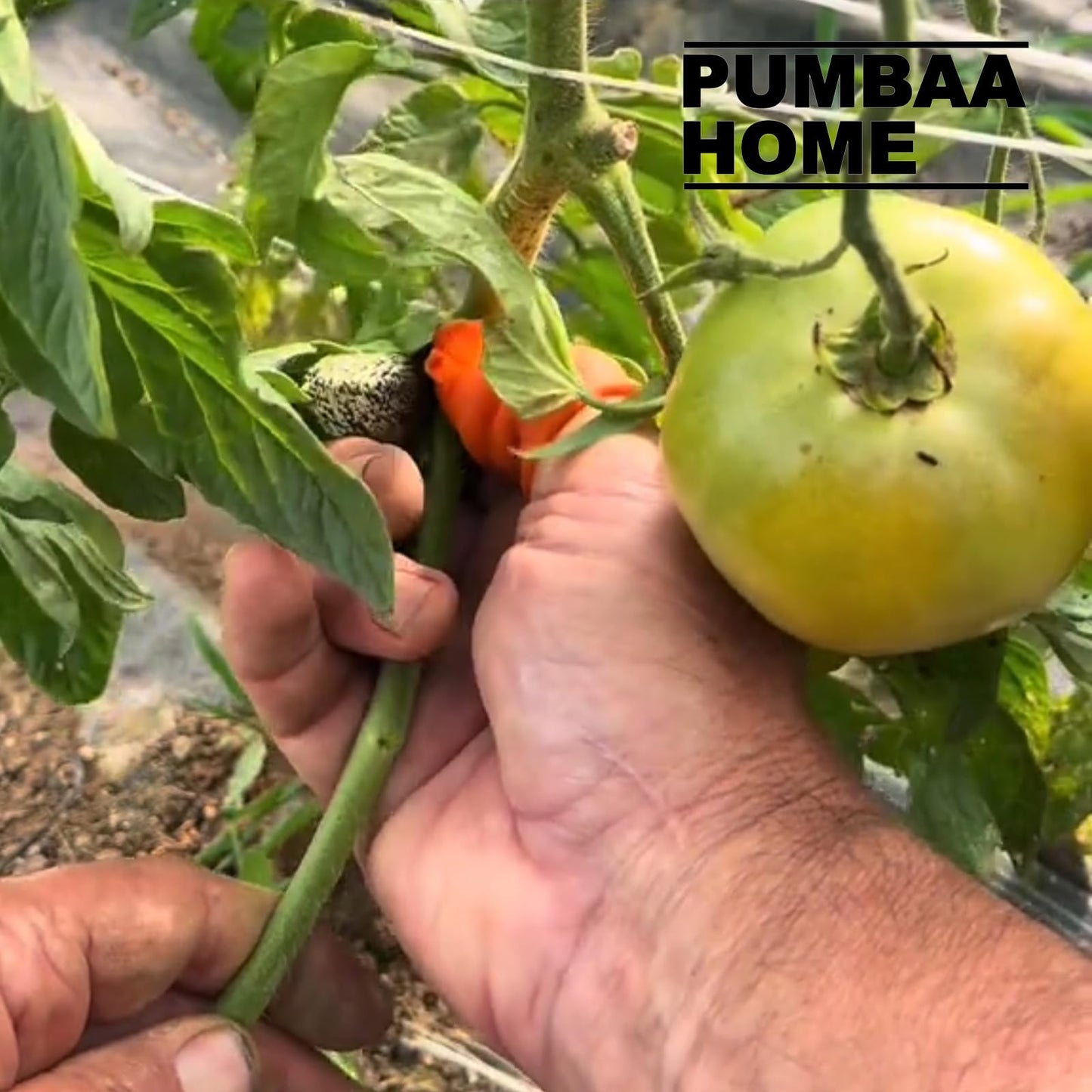 PUMBAA HOME 12 Pcs Gardening Thumb Knife Set, Finger Cutter with Anti-Cutting Finger Protector, Thumb Cutter for Vegetable Garden, Harvesting and Deadheading, Present for Gardeners