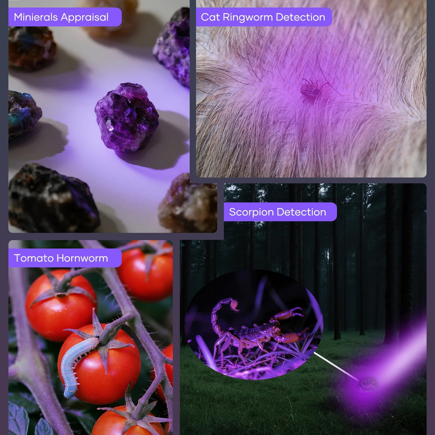 HinsGEAR 1 Mode UV 365nm Blacklight Flashlight LED Ultraviolet Flashlights Portable Uv Light Wood's lamp Detector for Dog Urine Pet Stains, Anti-counterfeiting and More - Powered by Single AA Battery