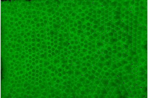 Lancer Tactical Airsoft Outdoor 6mm Tracer BBS 2000rds Green 0.20g-0.28g for Airsoft High FPS Performance-Outdoor Field Compliant