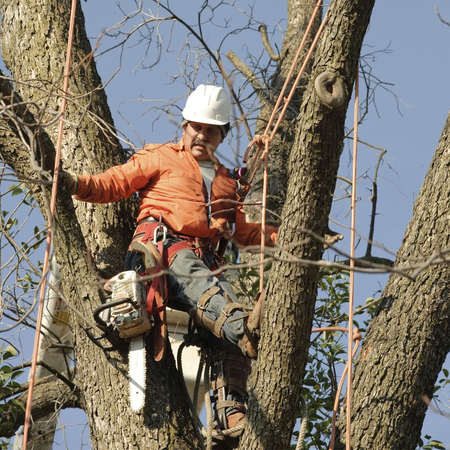 Gdsinstna Tree Climbing Spikes Set,Tree Climbing Gear, for Climbers, Fruit Picking