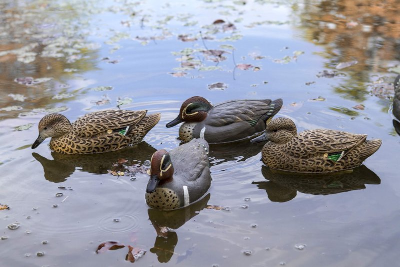 Flambeau Outdoors 8015SUV Storm Front 2 Green-Winged Teal Decoys, Classic Floaters - 6-Pack
