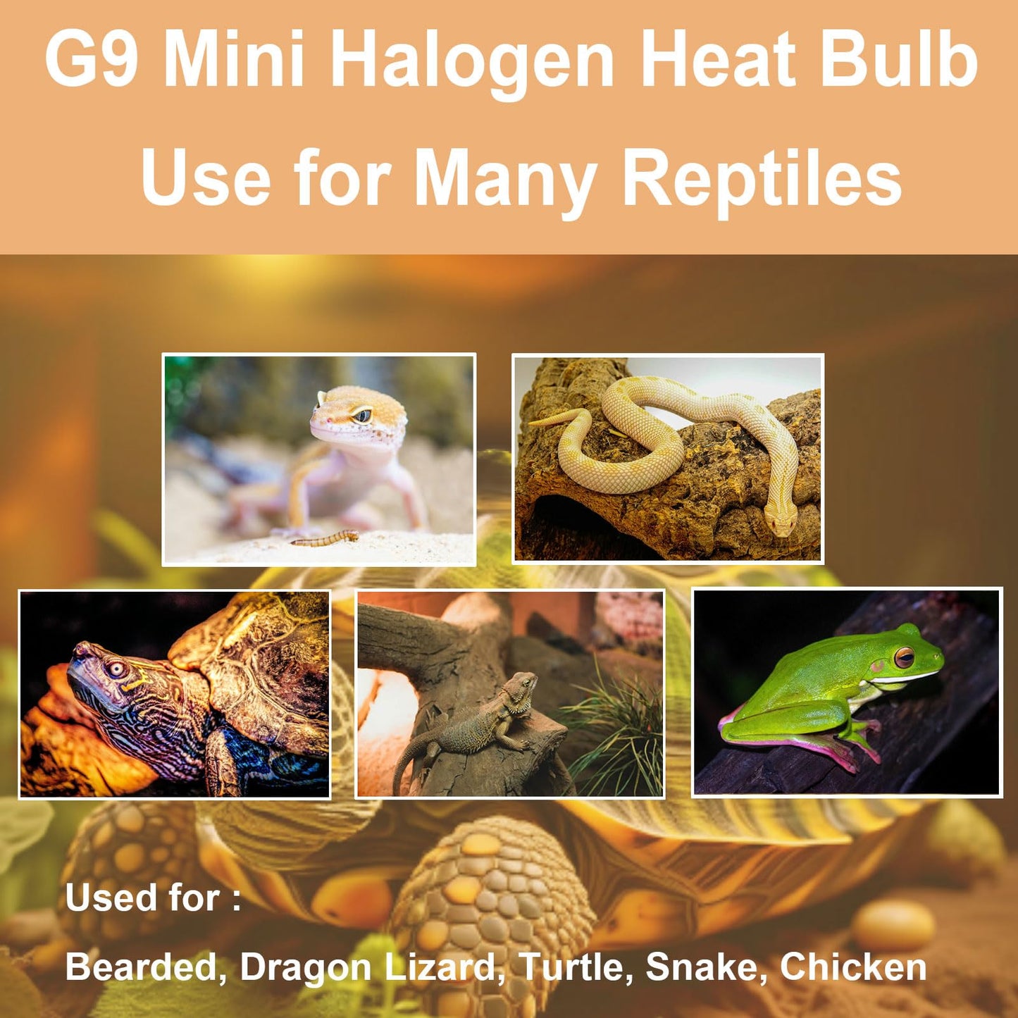 G9 Heat Lamp Bulbs for Reptile,Day White, Mini Halogen Bulb 50W, Infrared Reptile Heat Lamp for Bearded Dragon Gecko Turtle Lizard, Pack of 3