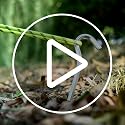 Camping Tent Stakes with Reflective Guy Lines - 4 Pack