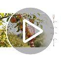 DonSail Telescoping Fruit Picker Pole with Basket 35-68 Inch Adjustable Mango & Citrus