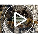 2 Pack Heavy Duty Crawfish Trap - Torpedo Steel Mesh Bait Trap with Clip