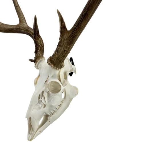 Skull Hanger for Displaying Deer, Bear, and Exotic Skulls