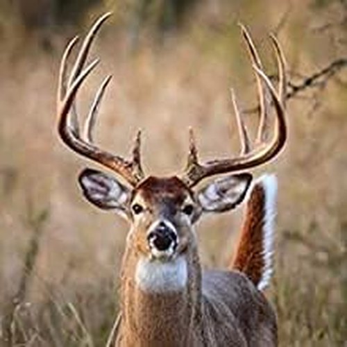 Haydel's Game Calls Inc. DG-87 Buck Calls - Premium Whitetail Deer Attractant | Realistic Sound