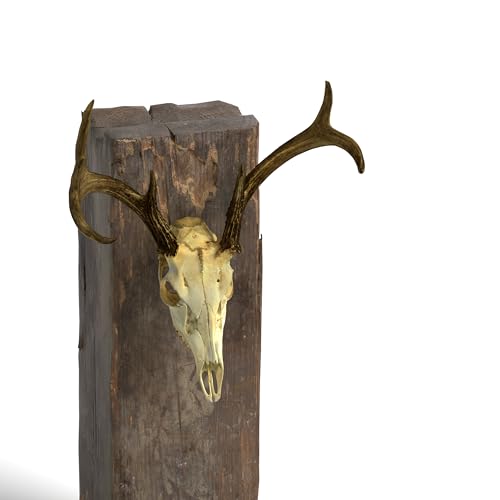 4 Pack Stainless Steel European Deer Skull Mount Hanger - Heavy-Duty Wall Mount