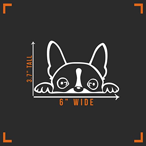 Boston Terrier Peeking Vinyl Sticker Decal - 6" x 3"