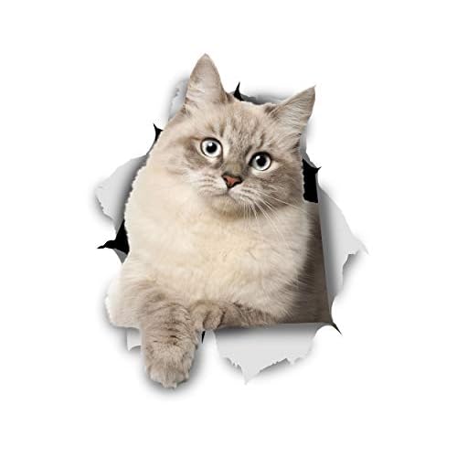 Winston & Bear 3D Cat Stickers - 2 Pack - Siberian Kitty Cat Decals for Wall - Stickers for Bedroom - Fridge - Toilet - Room - Retail Packaged