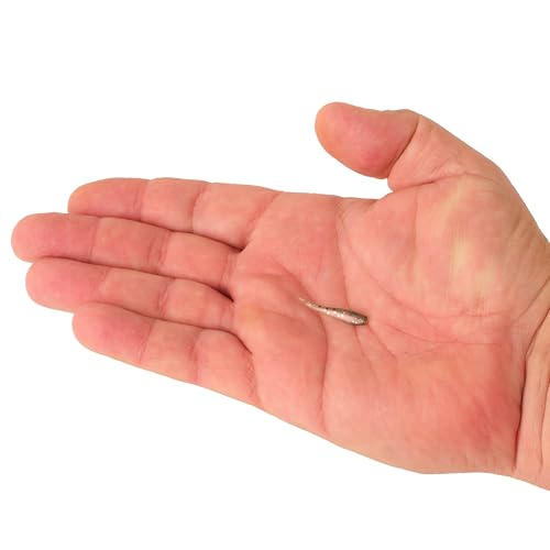 PowerBait Minnow Soft Bait - Smelt, 2in (18 Count)