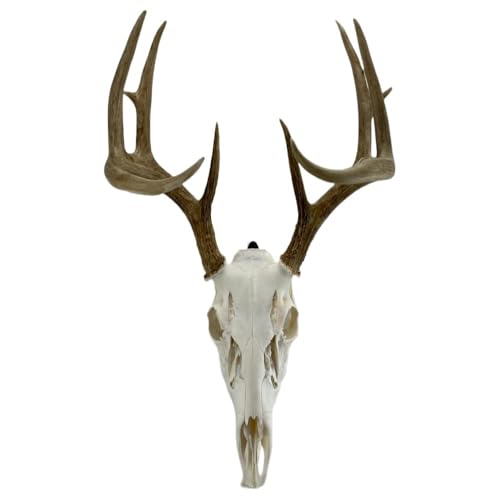 Skull Hanger for Displaying Deer, Bear, and Exotic Skulls