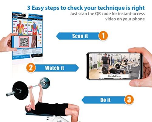 Muscle Groups & Exercise Gym Poster - Large 24" x 16.5" - Laminated Wall Chart