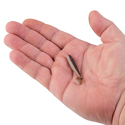 Paddle Tail Trout Fishing Bait - 2 Inch - French Pearl