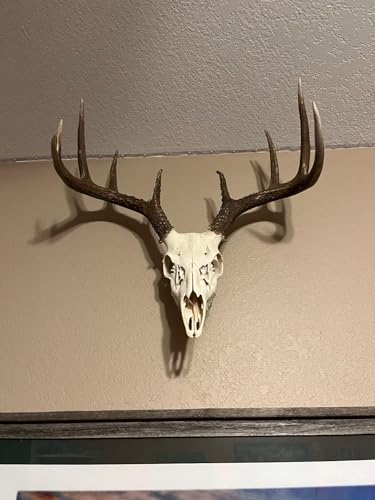 European Mount Skull Hanger with Silicone Protector - Stainless Steel - Black
