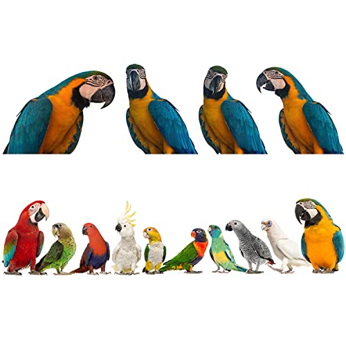 Removable 3D Exotic Pet Birds Wall Stickers, Parakeet Macaw Parrot Wall Decals, Peel and Stick Living Room Kids Bedroom Office Wall Decor