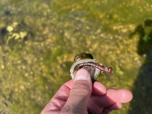LIVEFLEX™ Creek Creature Soft Plastic Lure - 1.875" Siren Nymph