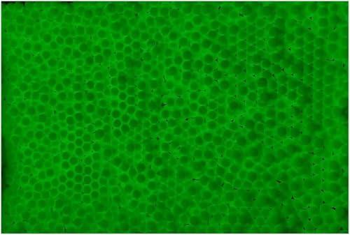 0.25g Streamline Competition Grade Tracer Airsoft BBs - 4000 Rd x3 (Glow Green)
