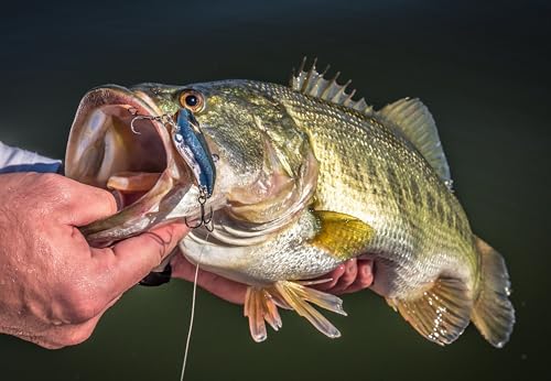 Fishing Hard Bait - Berkley Warpig Crankbait, 3in, 1/2 oz, Blood Orange Craw