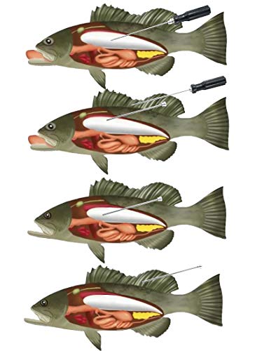Fish Venting Tool Set with 3 Stainless Steel Needle Sizes & Storage Bin