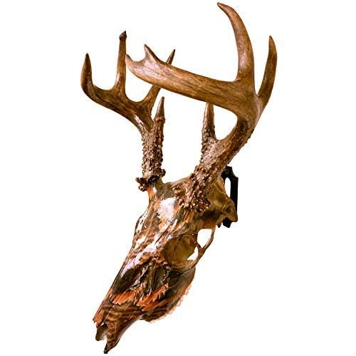 Skull Hanger for Displaying Deer, Bear, and Exotic Skulls