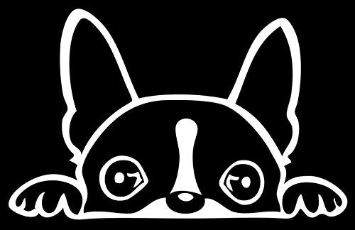 Boston Terrier Peeking Vinyl Sticker Decal - 6" x 3"
