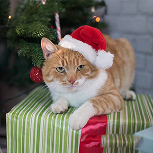 Pet Halloween Costume Hat for Cats & Dogs - Red