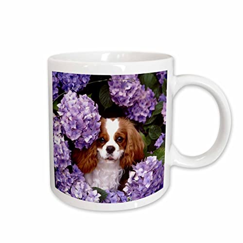 3dRose Cavalier King Charles Spaniel Mug 11-Ounce White Coffee Cup