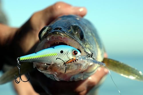 Bandit Walleye Shad Crankbait - Fruit Dots / WS2 (2-11/16") - Realistic Shad Profile for Freshwater Fishing