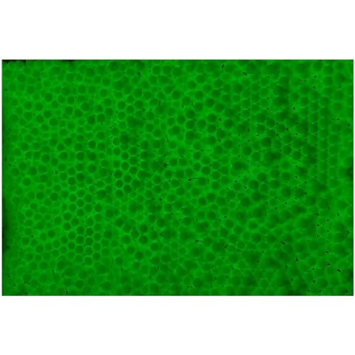 Glow in The Dark Airsoft BBs - 0.25g, 4000 Rounds, Seamless Design