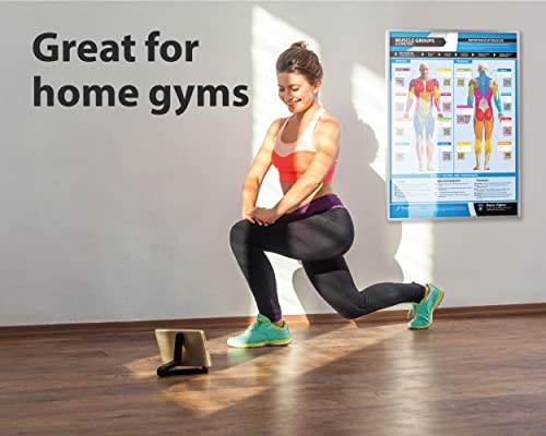 Muscle Groups & Exercise Gym Poster - Large 24" x 16.5" - Laminated Wall Chart