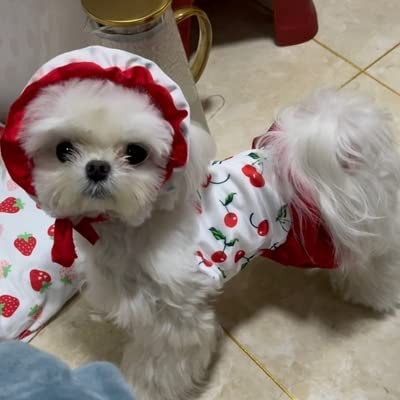 IMDOUBLEDOU Cherry XX-Large Dog Swimsuit & Sun Cap Set - Puppy Beach Outfit for Swimming & Bathing