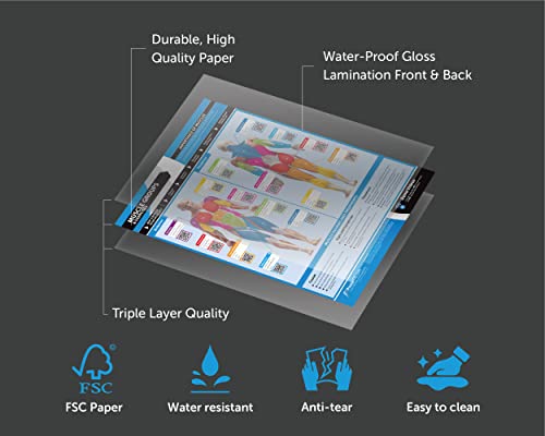 Muscle Groups & Exercise Gym Poster - Large 24" x 16.5" - Laminated Wall Chart