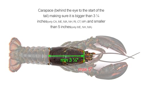 Aluminum Lobster & Crab Gauge - 5" & 3-1/4" Slots - 1pc