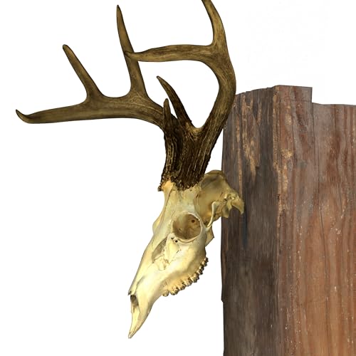 4 Pack Stainless Steel European Deer Skull Mount Hanger - Heavy-Duty Wall Mount