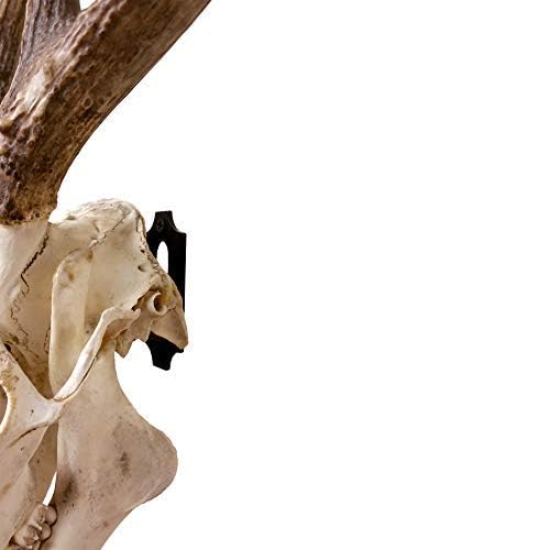 Skull Hanger for Displaying Deer, Bear, and Exotic Skulls