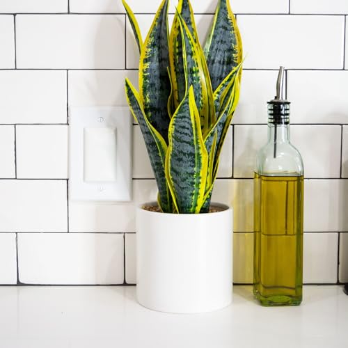 Qdos Safety StayPut Double Outlet Plug Cover - One Plug Covers both Outlets! Secure Fit and Beveled Edges Prevent Small Fingers from Removing Unlike Other Products| Fits All Outlets | 6 pack | White