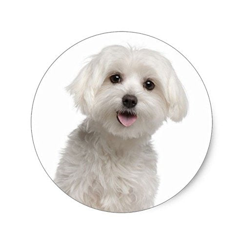 White Maltese Puppy Dog Decal - UV Resistant Vinyl Sticker for Laptop & Car