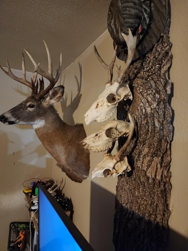 European Mount Skull Hanger with Silicone Protector - Stainless Steel - Black