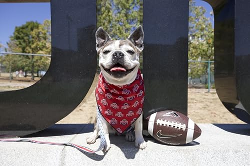 Ohio State Buckeyes Cooling Pet Bandana - Scarlet & Grey