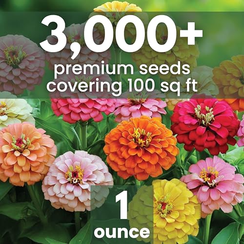Zinnia California Giants - Large 1 Ounce Packet (3,000 Seeds)