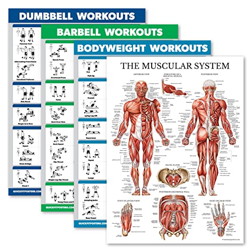 Muscle Workout Charts Set - 4 Laminated Posters 18" x 24"