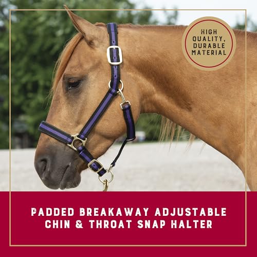 Breakaway Horse Halter with Comfort Foam Padding - Black